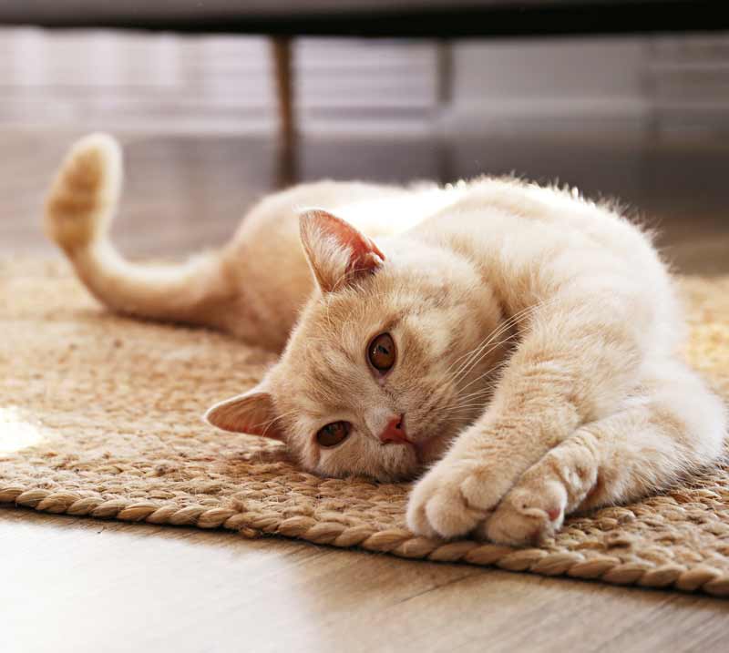 Eco-Friendly Pet Cremation in Moore, OK