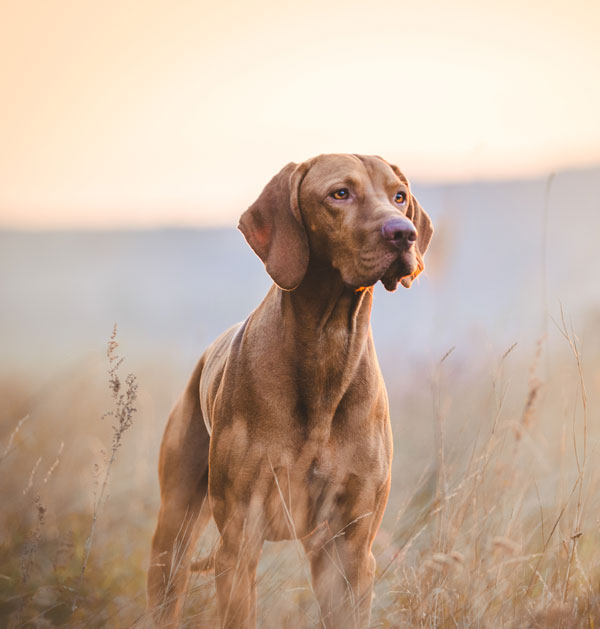 Pet Cremation in Moore, OK