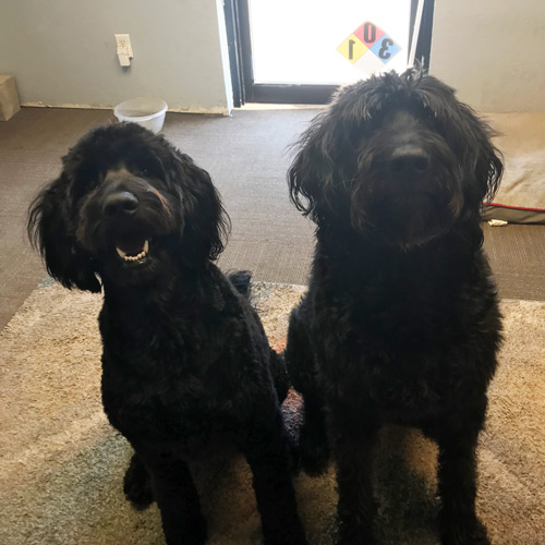 Shop Dogs in Moore, OK | Heavenly Pets Oklahoma